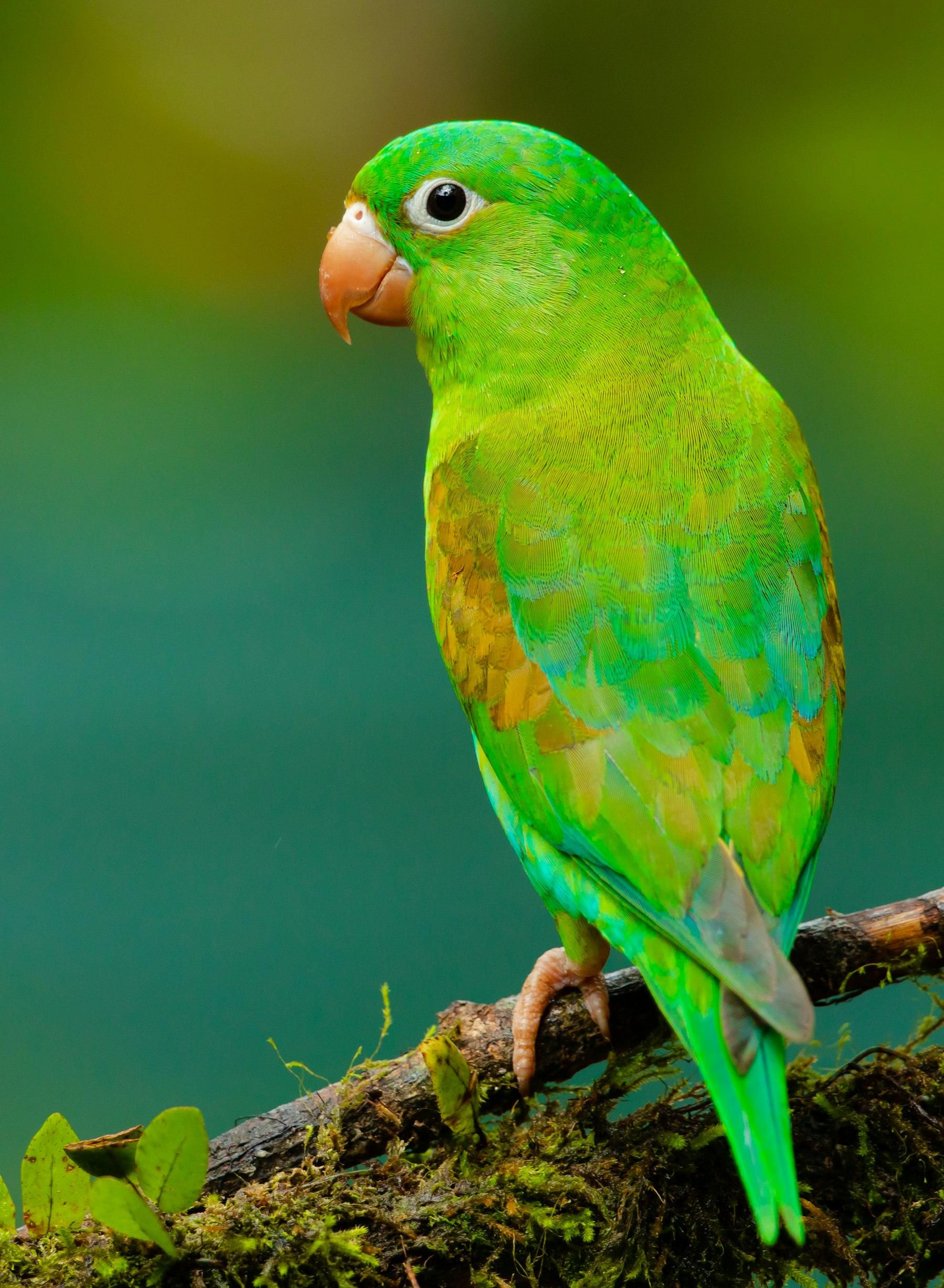 Australian wildlife — rainbow lorikeet